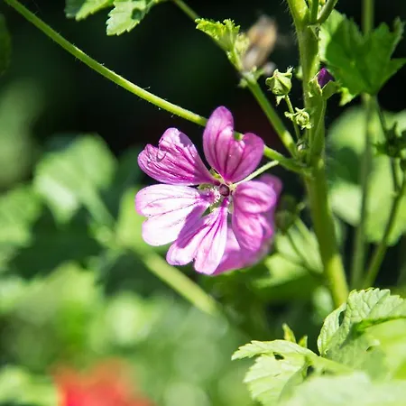 Steger Affittacamere Wagrain